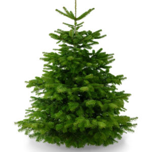 Unser Weihnachtsbaum mit gerade gewachsener Spitze, gemäßigem Wuchs, kräftigem Grün und weichen Nadeln