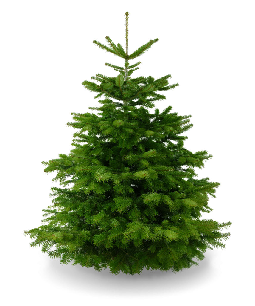 Unser Weihnachtsbaum mit gerade gewachsener Spitze, gemäßigem Wuchs, kräftigem Grün und weichen Nadeln