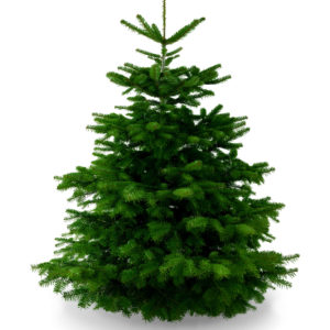 Unser Weihnachtsbaum mit gerade gewachsener Spitze, gemäßigem Wuchs, kräftigem Grün und weichen Nadeln