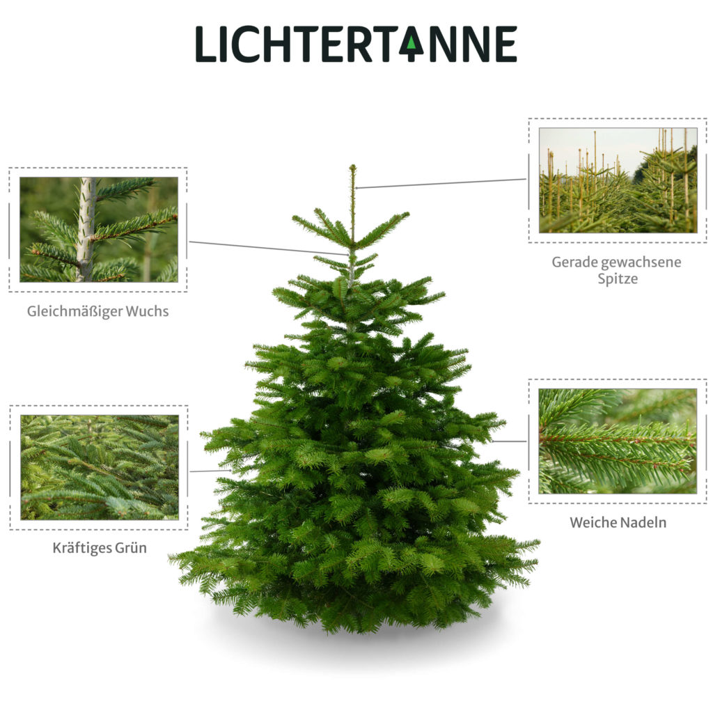 Unser Weihnachtsbaum mit gerade gewachsener Spitze, gemäßigem Wuchs, kräftigem Grün und weichen Nadeln